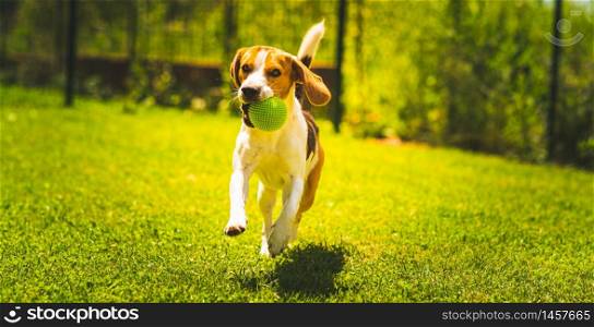 Beagle dog fun in garden outdoors run and jump with ball towards camera. Dog background.. Beagle dog fun in garden outdoors run and jump with ball towards camera