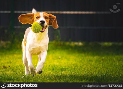 Beagle dog fun in garden outdoors run and jump with ball towards camera. Dog background. Copy space. Beagle dog fun in garden outdoors run and jump with ball towards camera