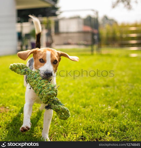 Beagle dog fun in garden outdoors run and jump with knot rope towards camera. Sunny summer day. Beagle dog fun in garden outdoors run and jump with knot rope