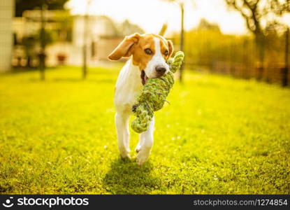 Beagle dog fun in garden outdoors run and jump with knot rope towards camera. Sunny summer day. Beagle dog fun in garden outdoors run and jump with knot rope