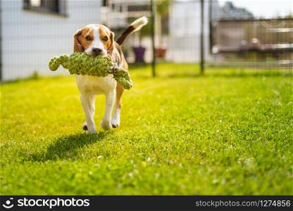 Beagle dog fun in garden outdoors run and jump with knot rope towards camera. Beagle dog fun in garden outdoors run and jump with knot rope