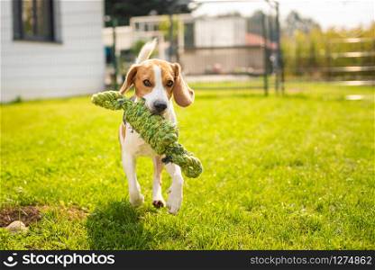 Beagle dog fun in garden outdoors run and jump with knot rope towards camera. Sunny summer day. Beagle dog fun in garden outdoors run and jump with knot rope