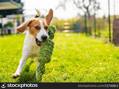 Beagle dog fun in garden outdoors run and jump with knot rope towards camera. Sunny summer day. Beagle dog fun in garden outdoors run and jump with knot rope