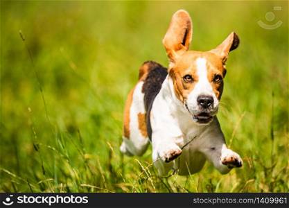 Beagle dog fun on field outdoors run and jump towards camera with feet and ears midair. Dog background.. Beagle dog fun on field outdoors run and jump towards camera with ears in the air ant feet above ground.