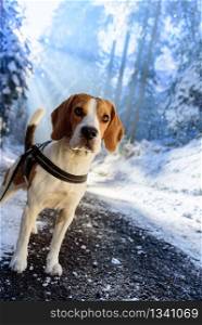 Beagle dog in snowy forest winter