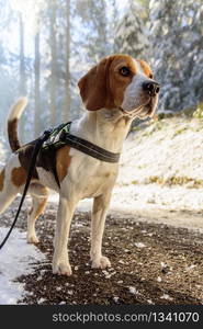 Beagle dog in snowy forest winter