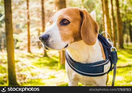 Beagle dog in sunny forest. Canine theme.. Beagle dog in sunny forest.