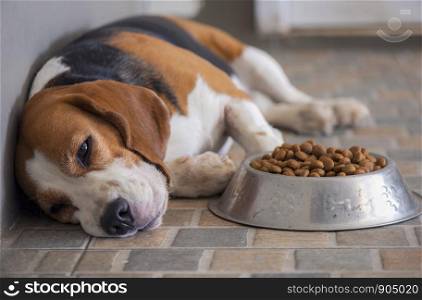 Beagle dog is sick From infection