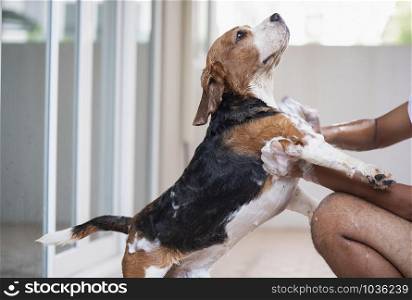 Beagle Dog is taking a shower