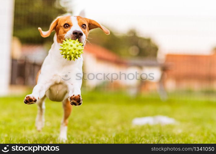 Beagle dog jumping and playing with a ball in green garden park, having lots of fun. Dog run Beagle fun and jumping