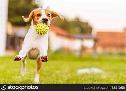 Beagle dog jumping and playing with a ball in green garden park, having lots of fun. Dog run Beagle fun and jumping
