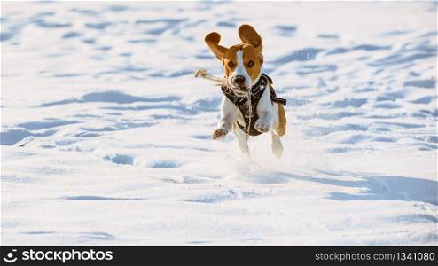Beagle dog jumping and running outdoor towards the camera. Dog run Beagle fun in snow