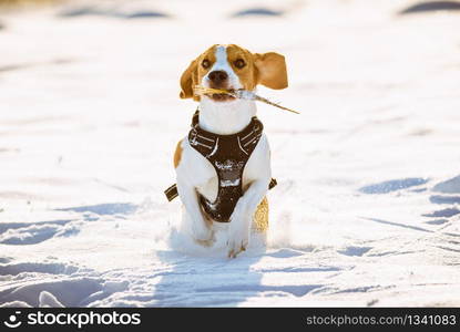 Beagle dog jumping and running outdoor towards the camera. Dog run Beagle fun in snow