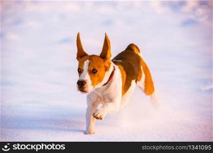 Beagle dog jumping and running outdoor towards the camera. Dog run Beagle fun in snow