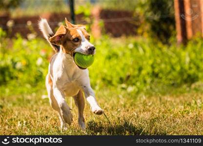 Beagle dog jumping and running with a toy in a outdoor towards the camera. Dog run Beagle fun