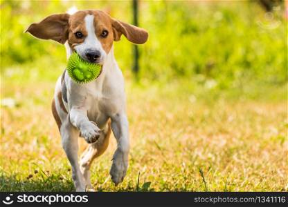 Beagle dog jumping and running with a toy in a outdoor towards the camera. Dog run Beagle fun