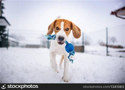 Beagle dog jumping and running with a toy outdoor snow winter towards the camera