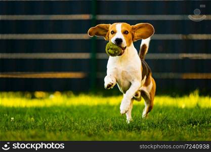 Beagle dog jumping and running with a toy outdoor towards the camera. Training concept. Beagle dog jumping and running with a toy towards the camera
