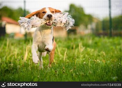 Beagle dog jumping and running with a toy outdoors towards the camera. Dog run Beagle fun