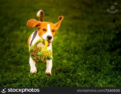 Beagle dog jumping and running with a toy towards the camera. Dog background. Beagle dog jumping and running with a toy towards the camera