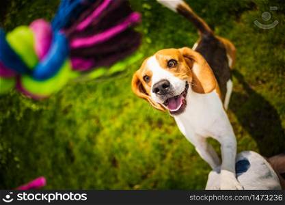 Beagle dog jumping on two feet with mouth open to get a toy . View from above. Beagle dog jumping on two feet with mouth open to get a toy