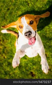 Beagle dog jumping on two feet with mouth open. View from above. Beagle dog jumping on two feet with mouth open.