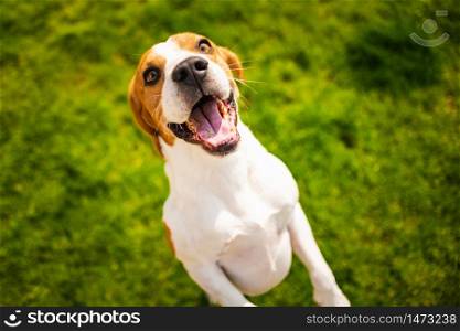 Beagle dog jumping on two feet with mouth open. View from above. Beagle dog jumping on two feet with mouth open.