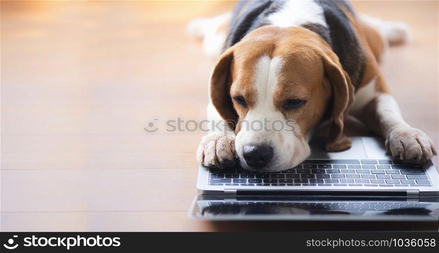 Beagle dog looking laptop With interesting gestures