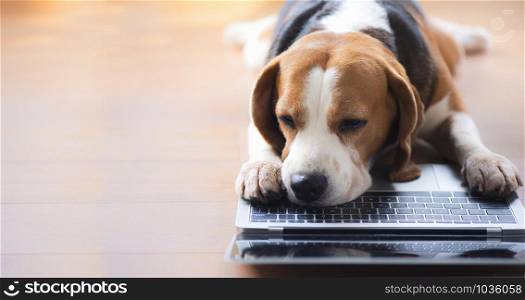 Beagle dog looking laptop With interesting gestures