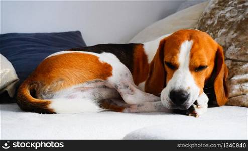 Beagle dog lying down on a couch looking seriously towards camera . Copy space.. Beagle dog lying down on a couch.