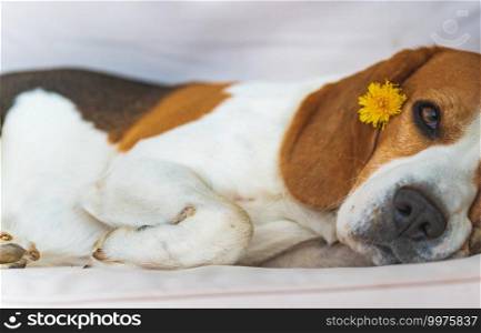 Beagle dog lying down on a cozy sofa in sunny livingroom. Adorable canine background. Beagle dog tired sleeps on a cozy sofa in livingroom