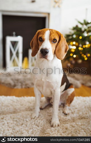 Beagle dog lying on carpet in cozy home. Indoors background. Beagle dog lying on carpet in cozy home. Bright interior