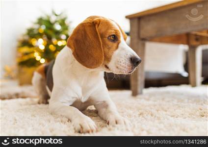 Beagle dog lying on carpet in cozy home. Indoors background. Beagle dog lying on carpet in cozy home. Bright interior
