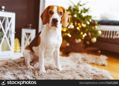 Beagle dog lying on carpet in cozy home. Indoors background. Beagle dog lying on carpet in cozy home. Bright interior