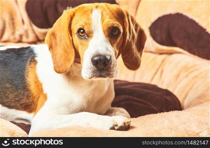 Beagle dog lying on his brown bed looking at camera. Dog background. Beagle dog lying on his brown bed looking at camera