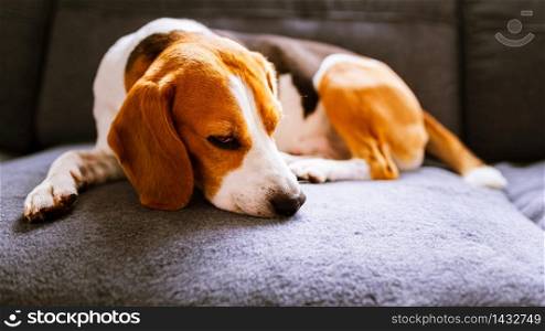 Beagle dog lying on the sofa. Funny beagle pose.Pets on furniture concept. Dog lying on the sofa. Funny beagle pose. Canine background