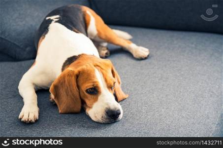 Beagle dog lying on the sofa. Pets on furniture concept. Copy space. Dog lying on the sofa. Canine background