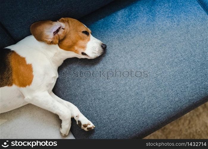 Beagle dog lying on the sofa. Pets on furniture concept. Copy space. View from above. Dog lying on the sofa. View from above