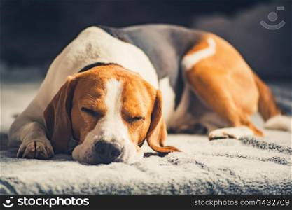 Beagle dog lying on the sofa. Pets on furniture concept. Dog lying on the sofa. Canine background