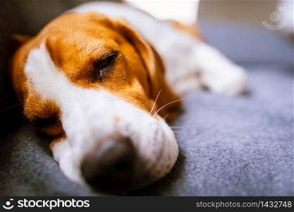 Beagle dog lying on the sofa. Pets on furniture concept. Dog lying on the sofa. Canine background