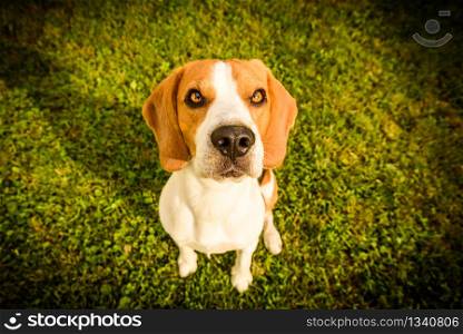 Beagle dog on a grass sitting looking up in sunny day. Beagle dog looking up