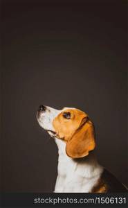 Beagle dog on a grey background head in bottom of the screen looking up. Head only. Beagle dog on a grey background head in bottom of the screen