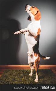 Beagle dog on a grey background standing on back legs on a green rug looking up. Beagle dog on a grey background standing on back legs on a green rug