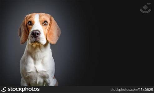 Beagle dog on dark background on the left side. Beagle dog on a background