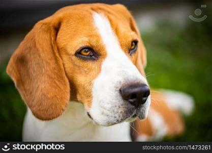 Beagle dog on grass in sun. Sunny summer day copy space .. Beagle dog on grass in sun. Sunny summer day