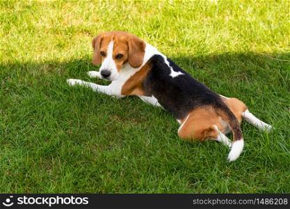 Beagle dog on grass in sun. Sunny summer day copy space. Hound in garden. Beagle dog on grass in sun. Sunny summer day copy space