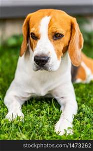 Beagle dog on grass in sun. Sunny summer day copy space . Vertical photo. Beagle dog on grass in sun. Sunny summer day