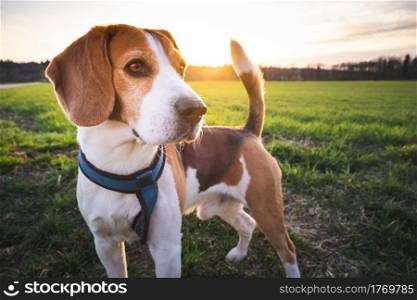 Beagle dog on Rural area. Sunset in nature. Dog background. Beagle dog on Rural area. Sunset in nature