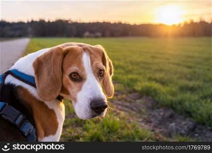Beagle dog on Rural area. Sunset in nature. Dog background. Beagle dog on Rural area. Sunset in nature