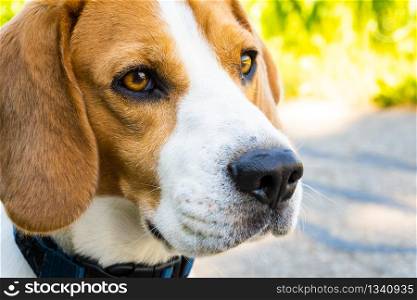 Beagle dog on rural asphalt road. Sunny summer day copy space .. Beagle dog on rural asphalt road